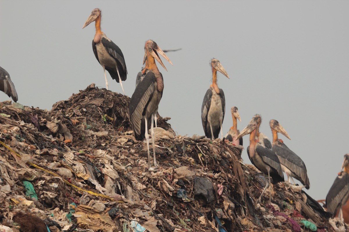 Greater Adjutant - ML638758037