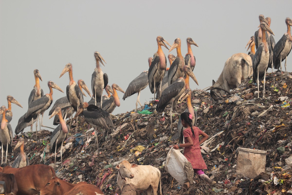 Greater Adjutant - ML638758041