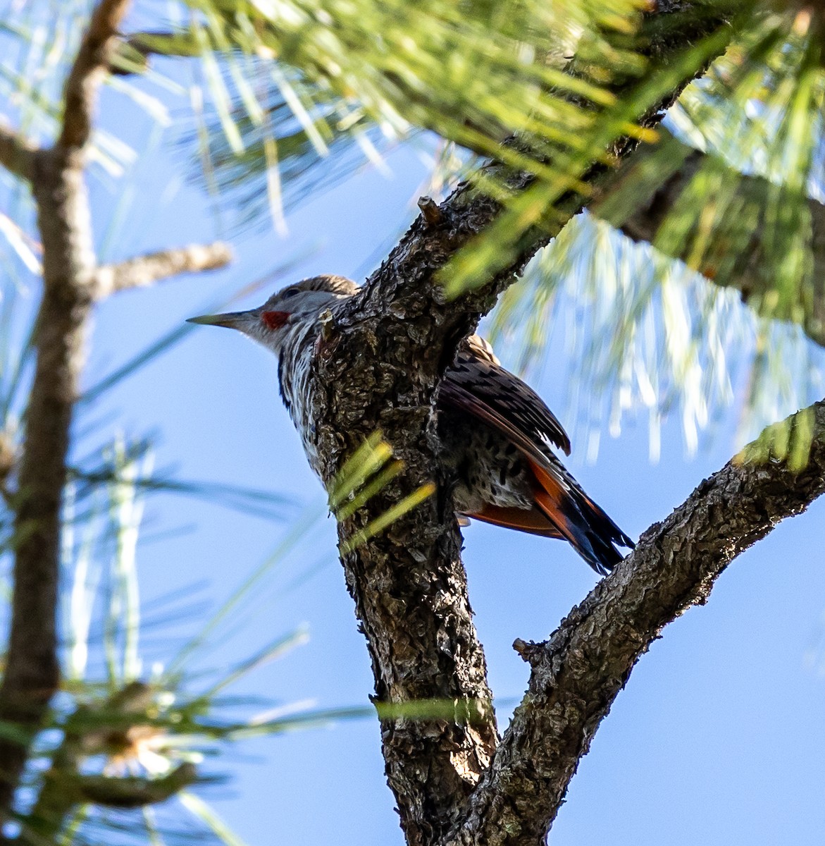 Northern Flicker - ML638758060