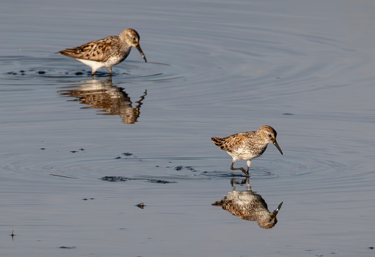 Western Sandpiper - ML638758093
