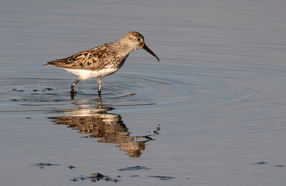 Western Sandpiper - ML638758094