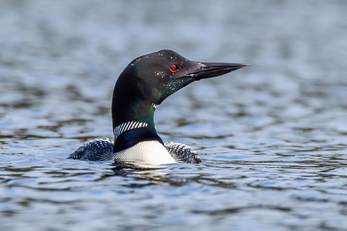 Common Loon - ML638758105