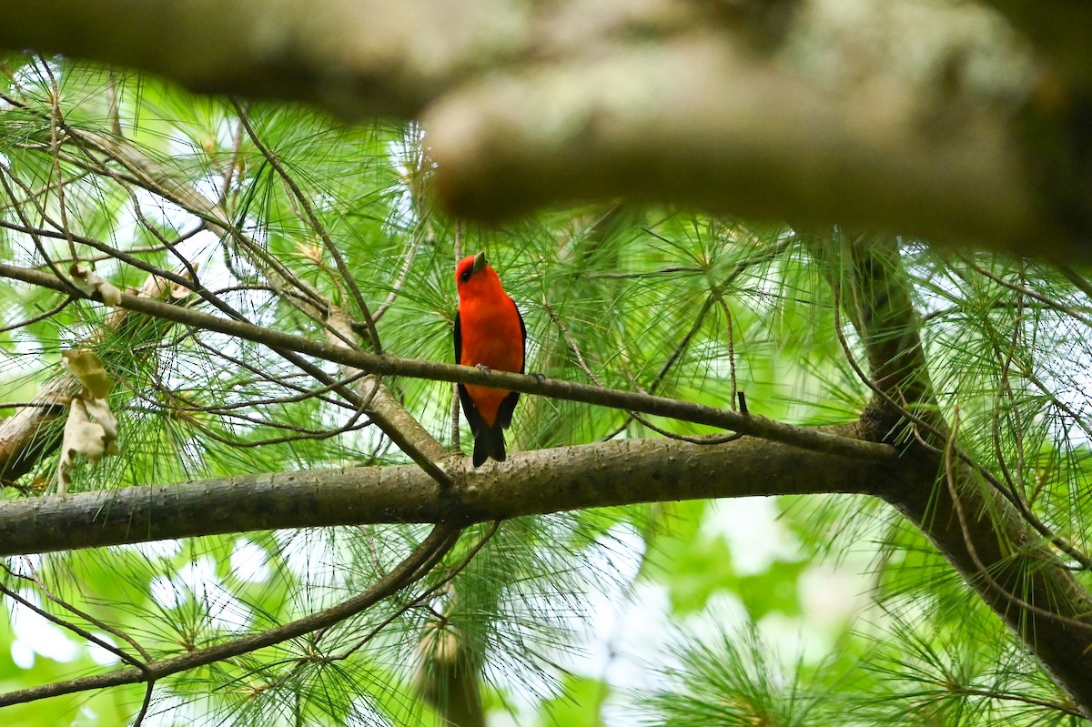 Scarlet Tanager - ML638758140