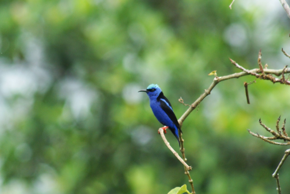 Red-legged Honeycreeper - ML638758146