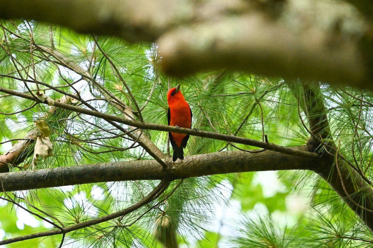 Scarlet Tanager - ML638758148