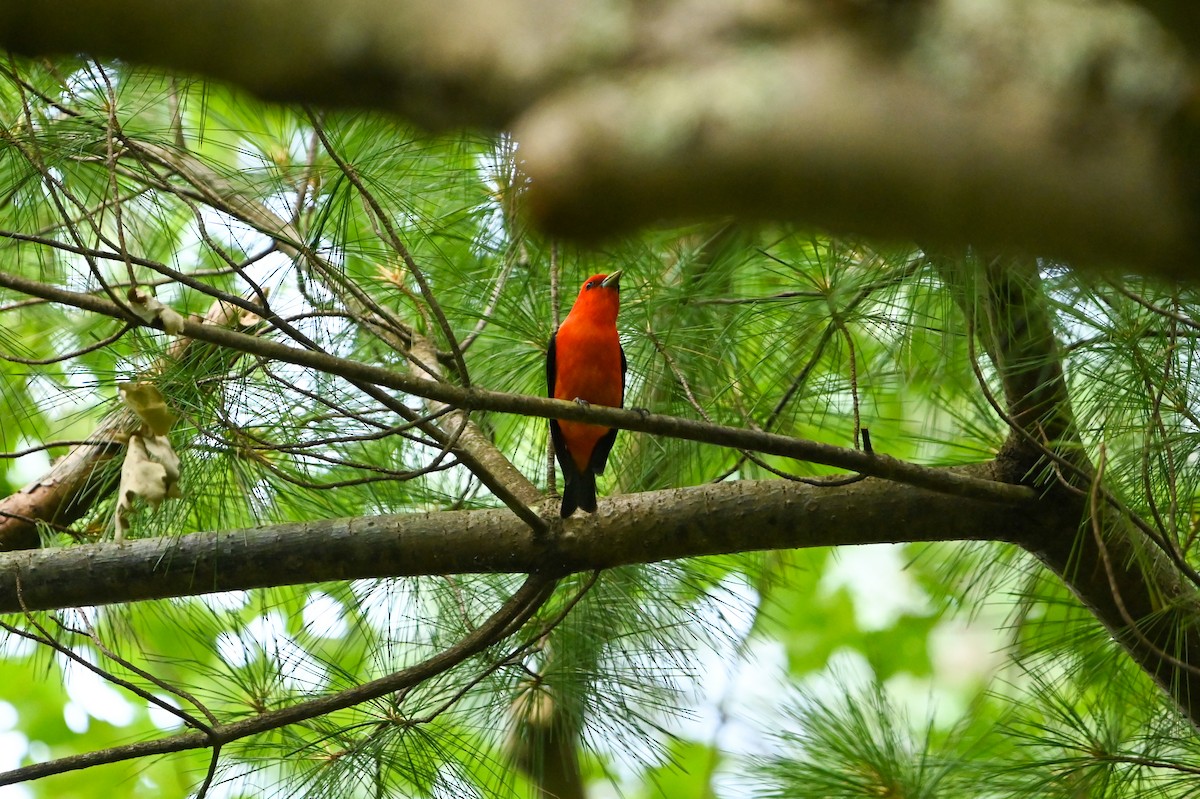 Scarlet Tanager - ML638758149
