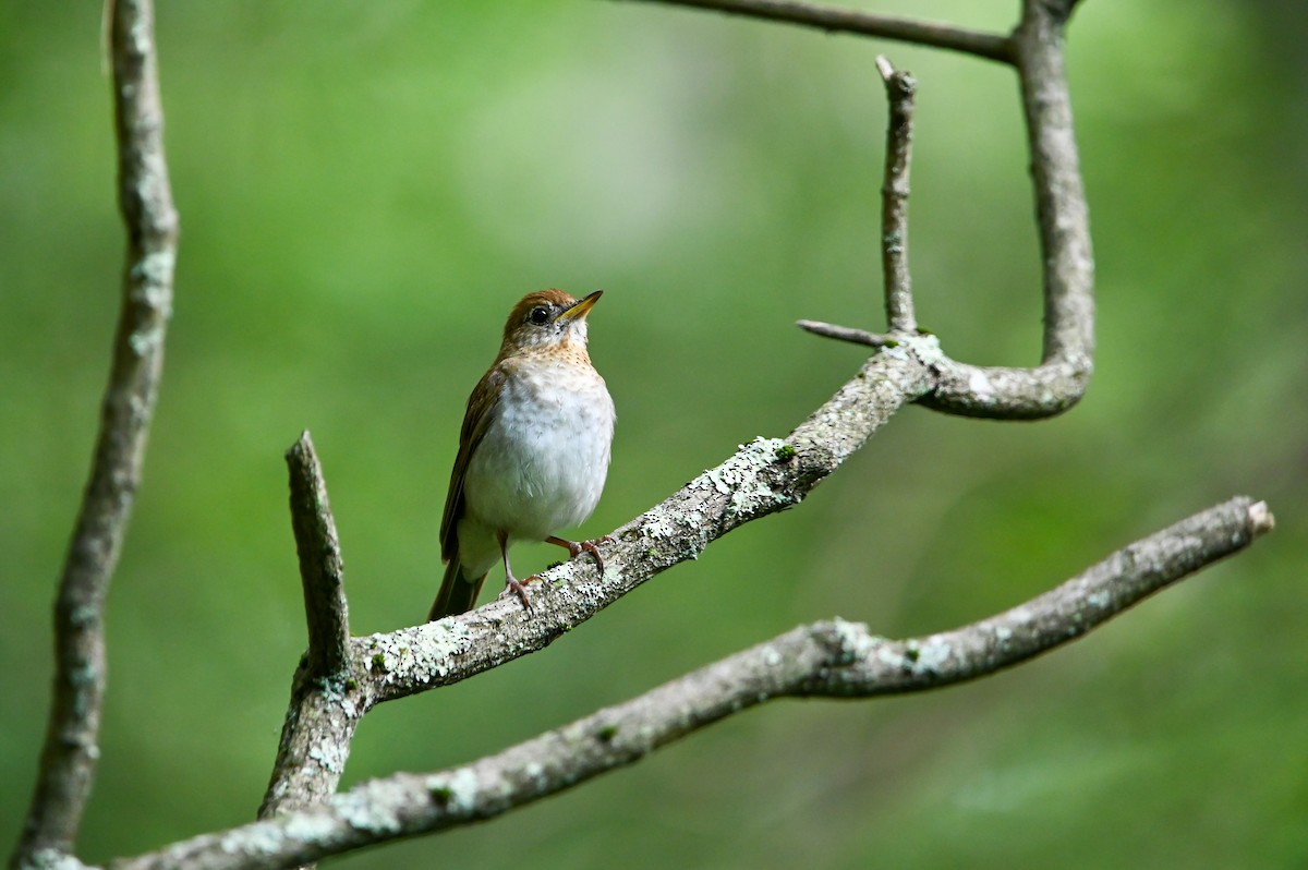 Veery - ML638758163