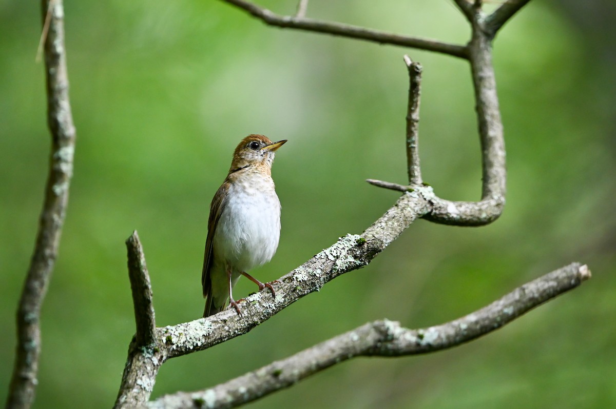 Veery - ML638758168