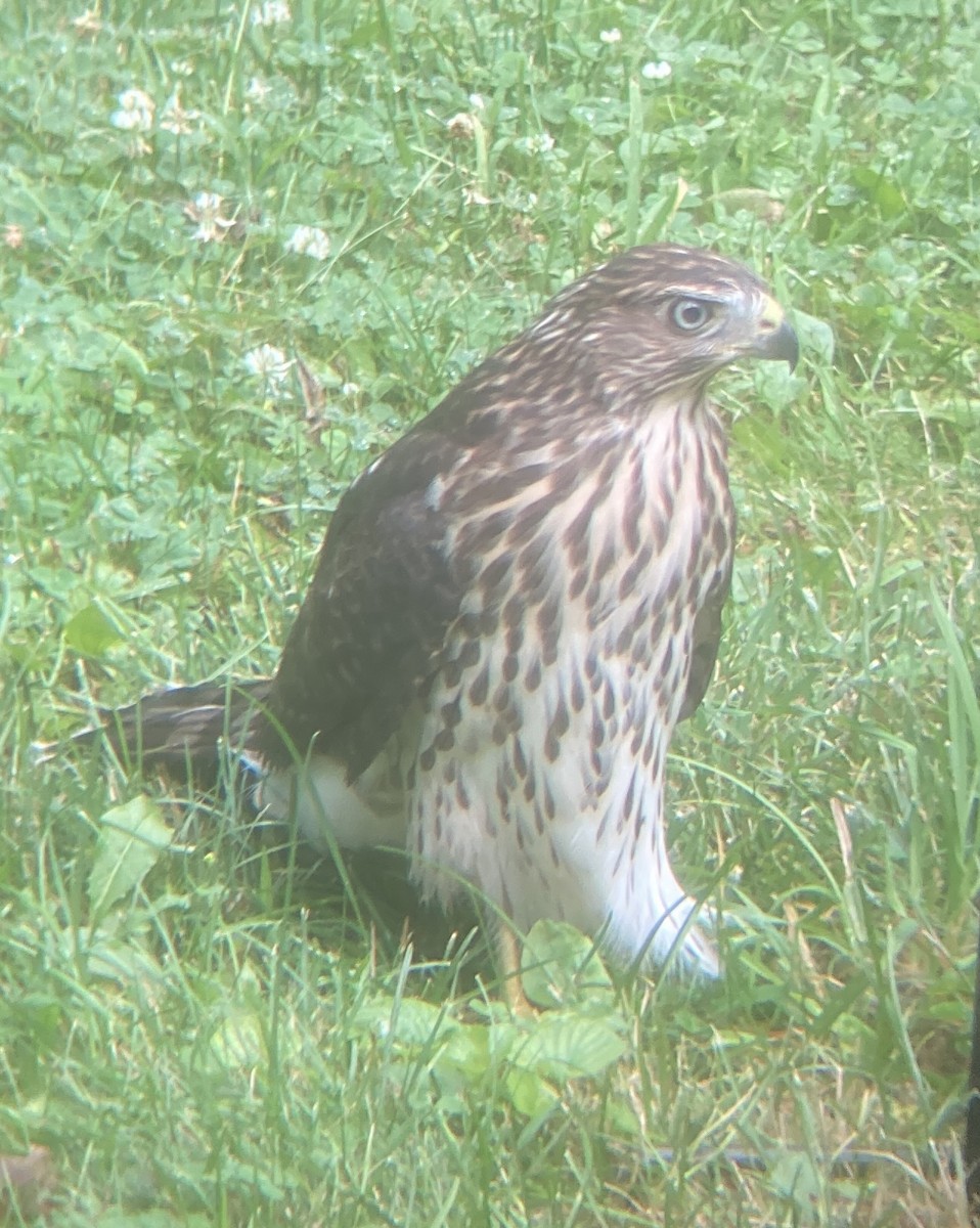 Cooper's Hawk - ML638758194