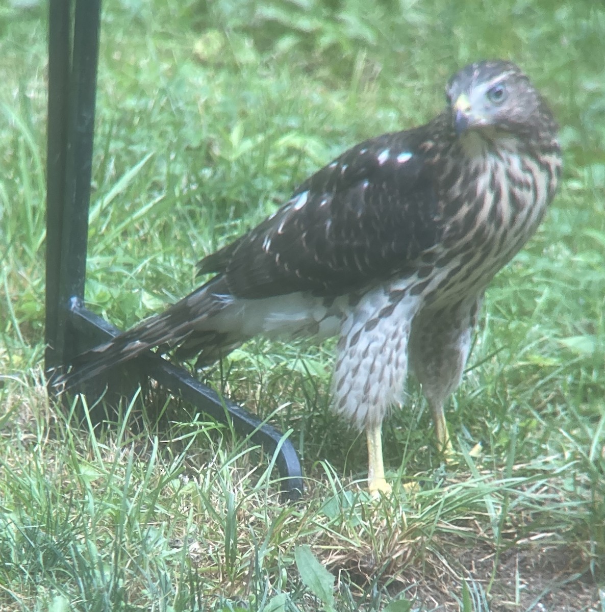 Cooper's Hawk - ML638758195