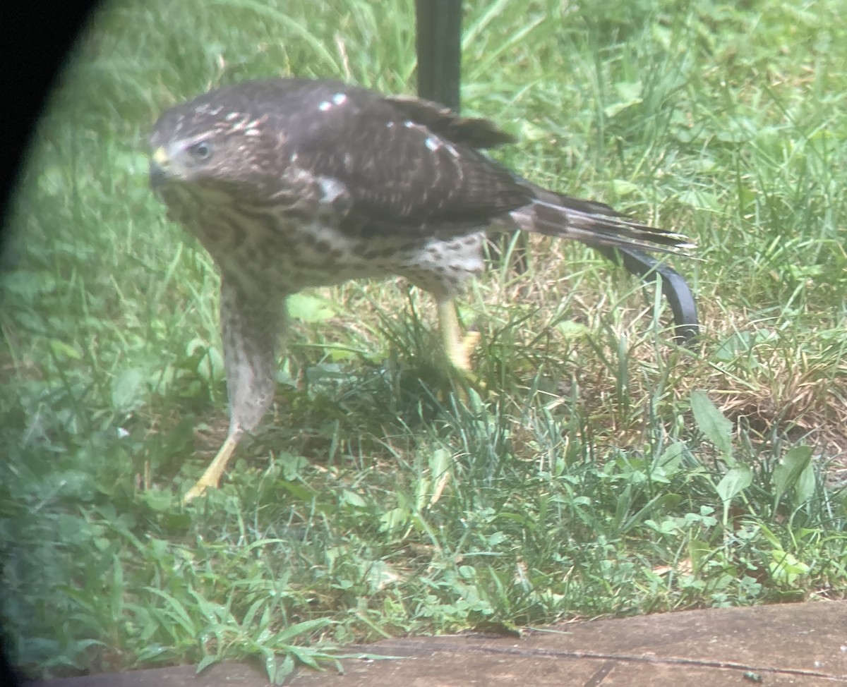 Cooper's Hawk - ML638758196