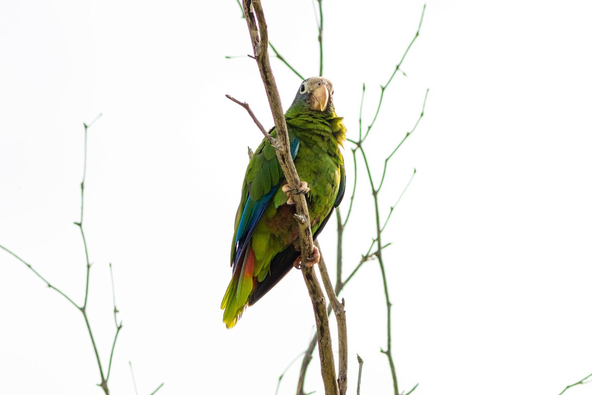 Hispaniolan Amazon - ML638758245