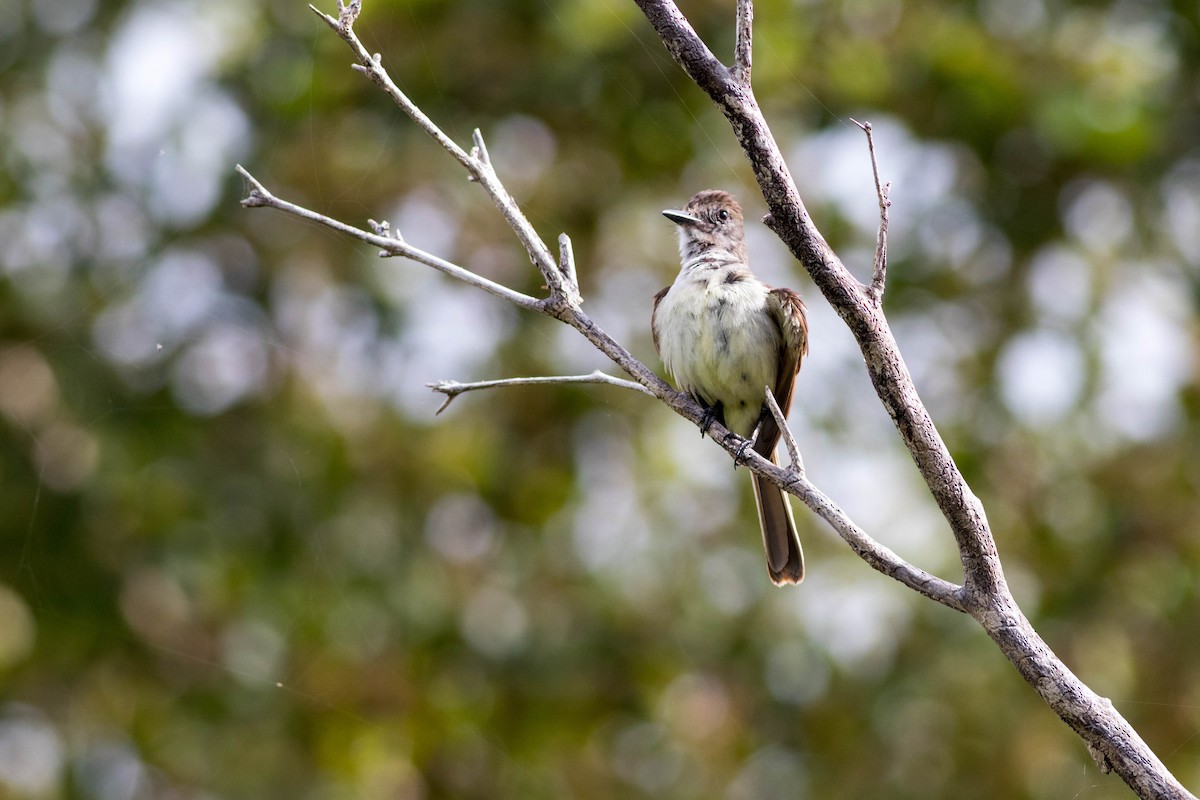 Stolid Flycatcher - ML638758258