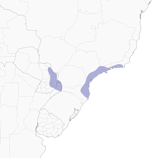 Distribution of the Black-fronted Piping-Guan - Range Map