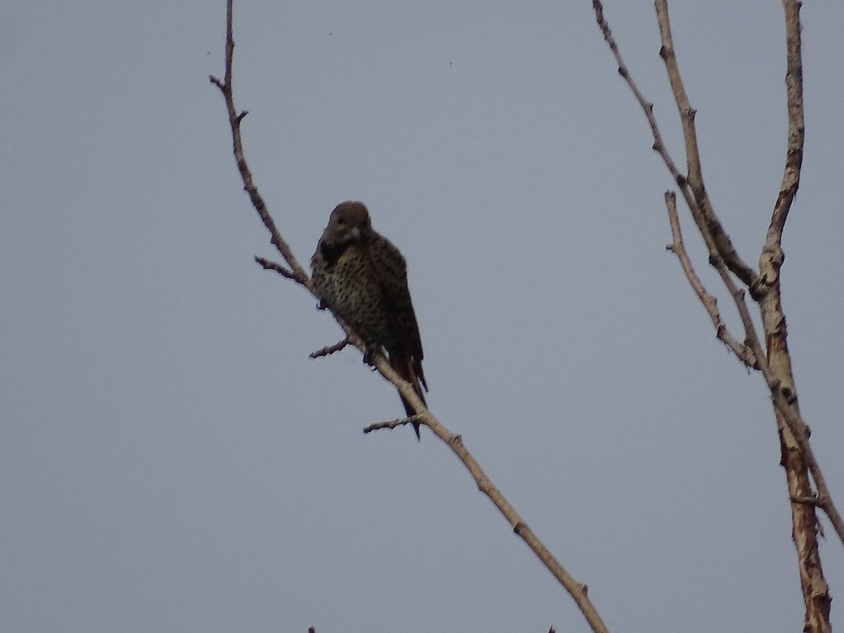 Northern Flicker - ML638758279