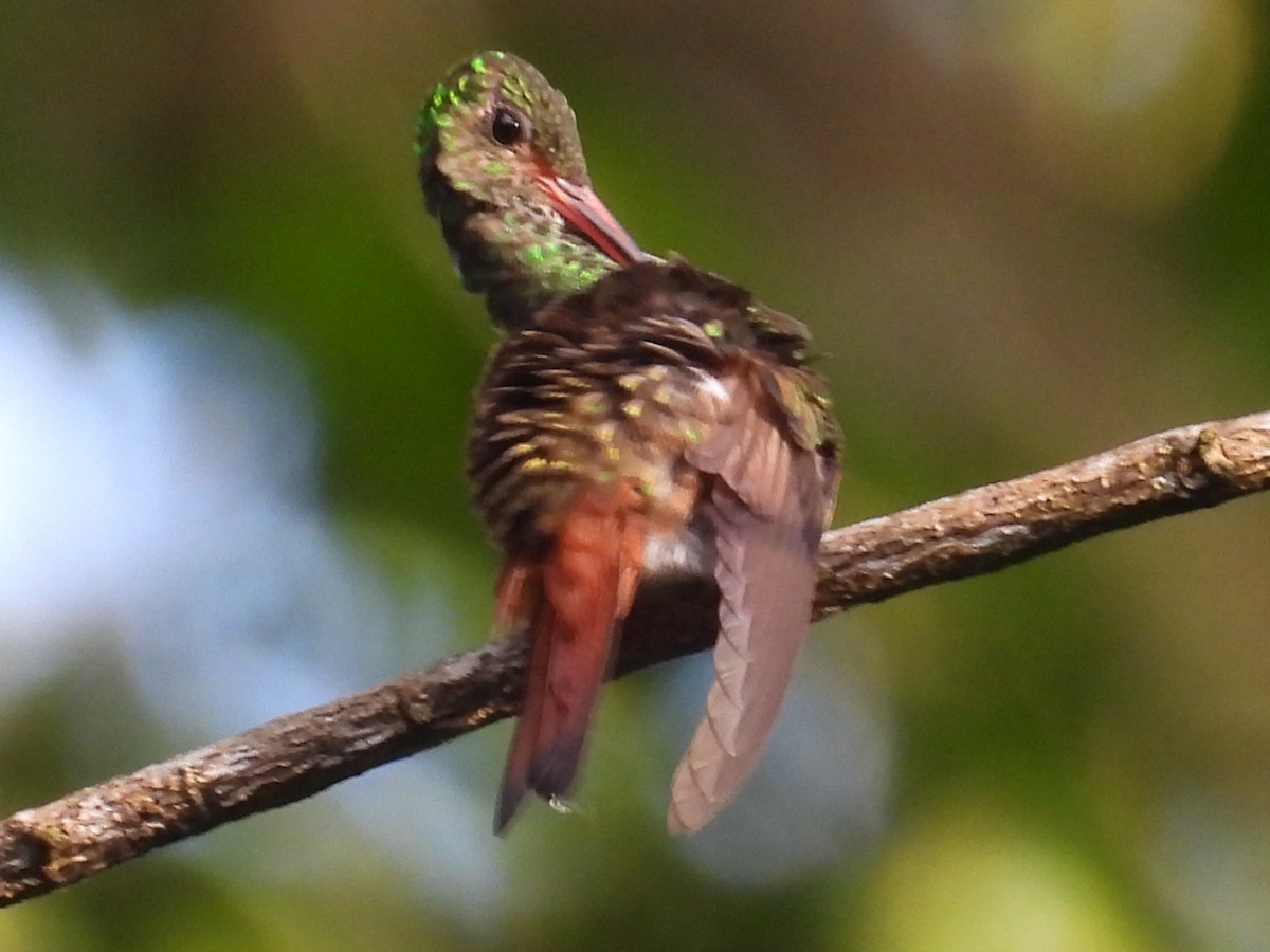 Rufous-tailed Hummingbird - ML638758289