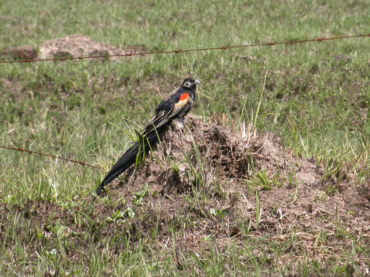 Euplecte à longue queue - ML638758305