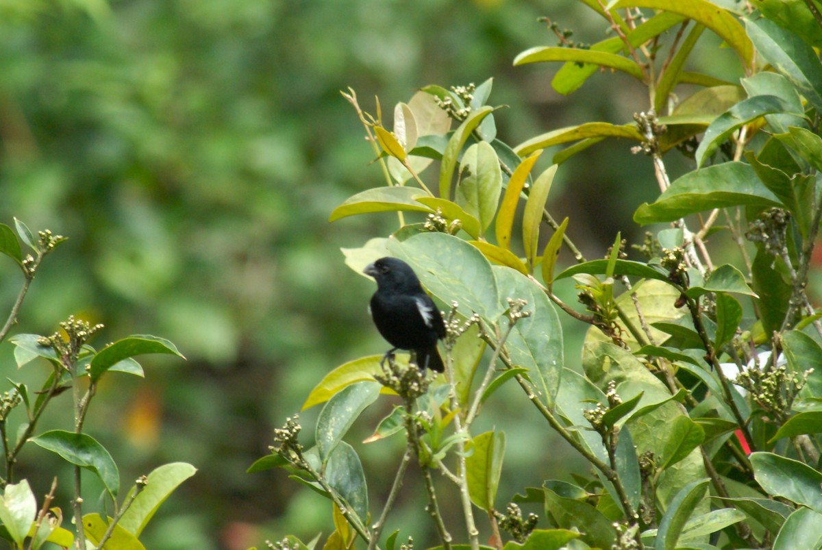 Variable Seedeater - ML638758334