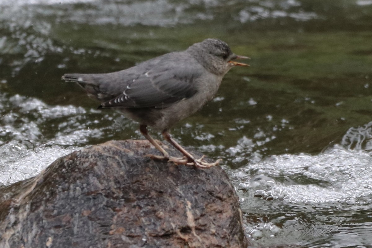 gråfossekall - ML638758335