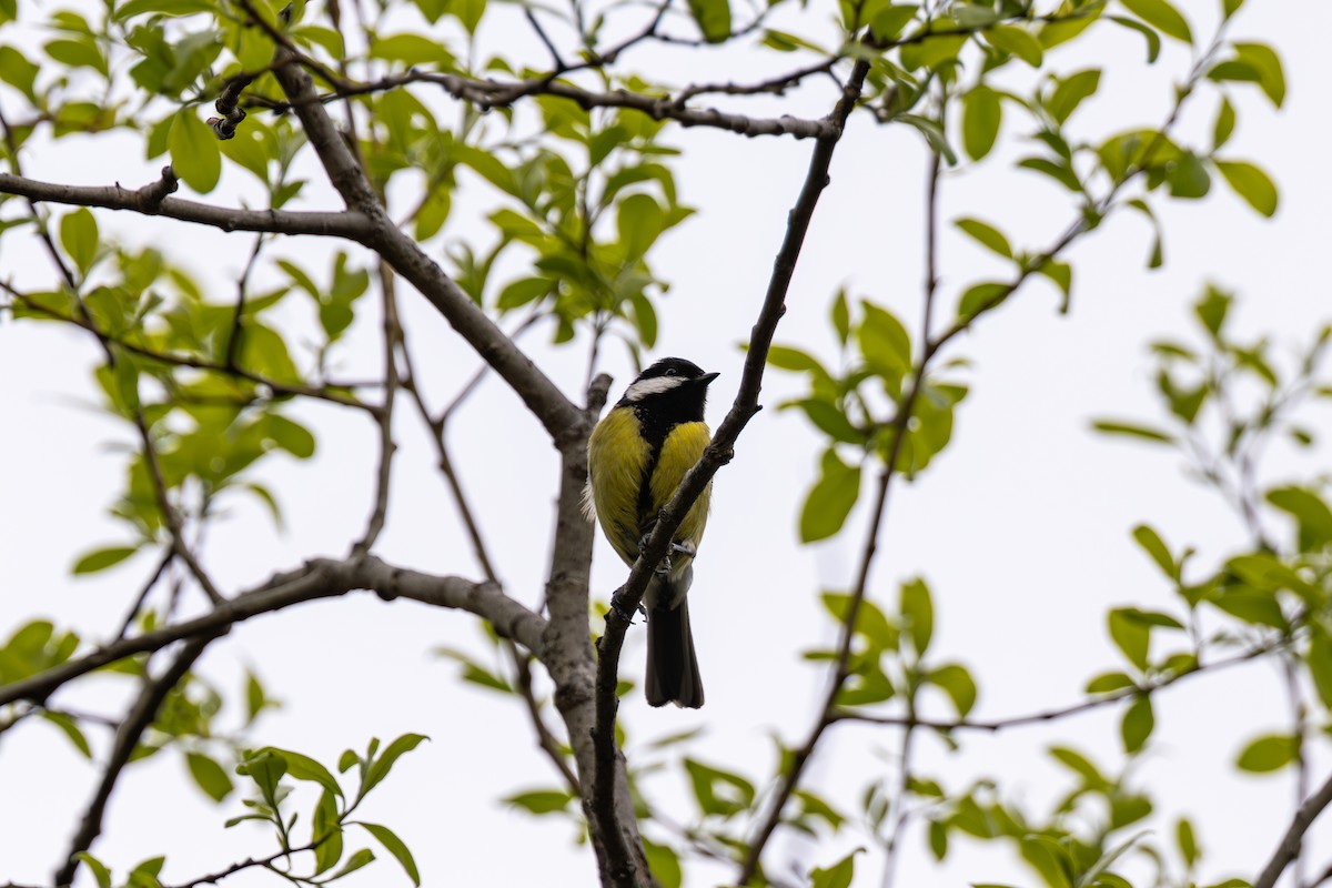 Great Tit (Great) - ML638758374