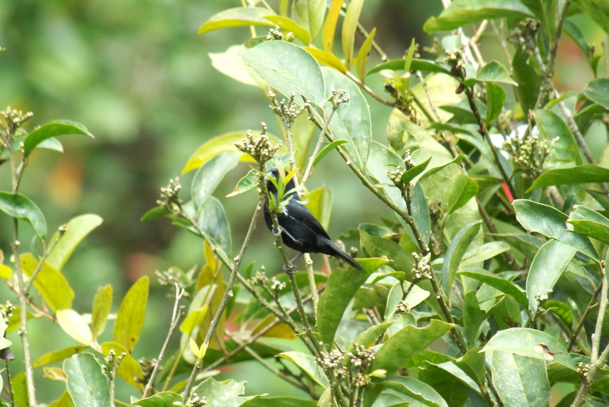 Variable Seedeater - ML638758376