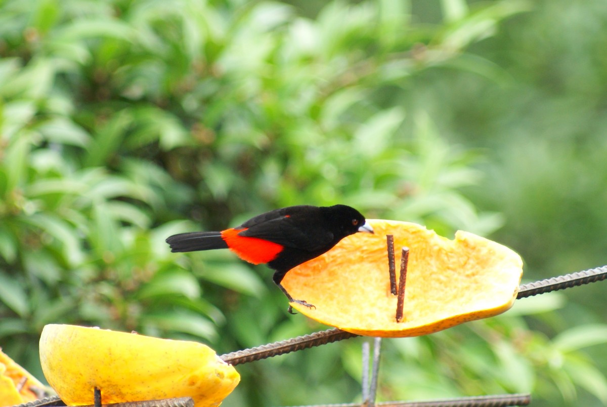 Scarlet-rumped Tanager - ML638758461
