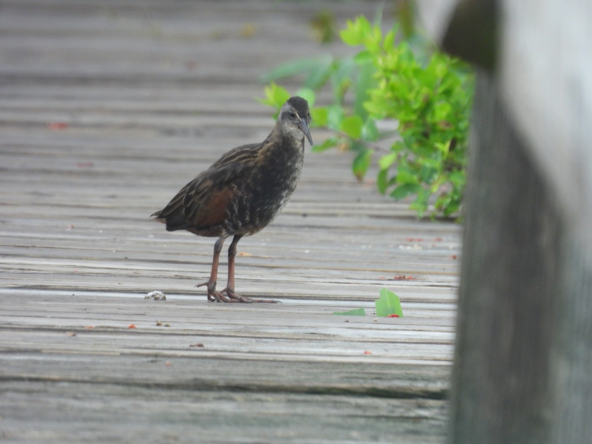Virginia Rail - ML638758508