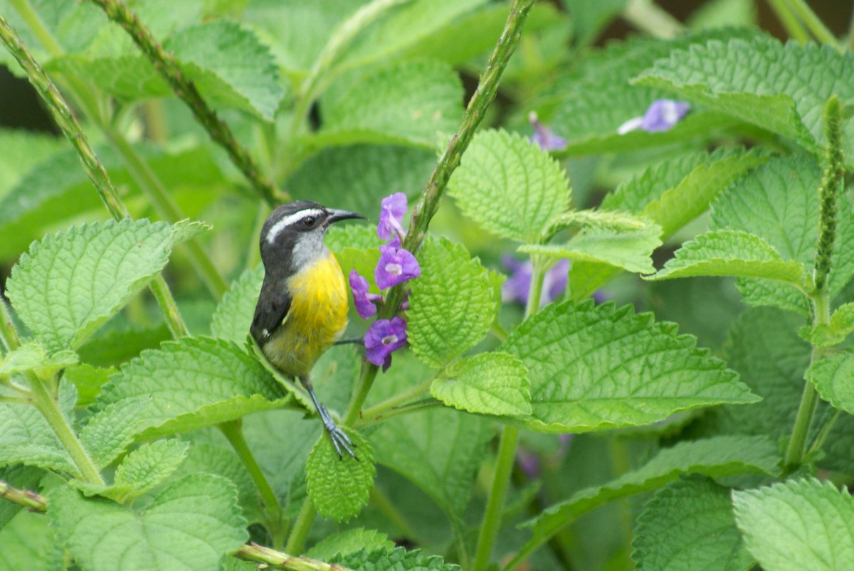Bananaquit - ML638758530