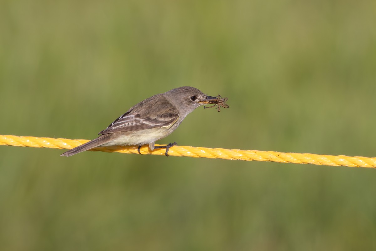 tyranovec olšový/vrbový - ML638758534