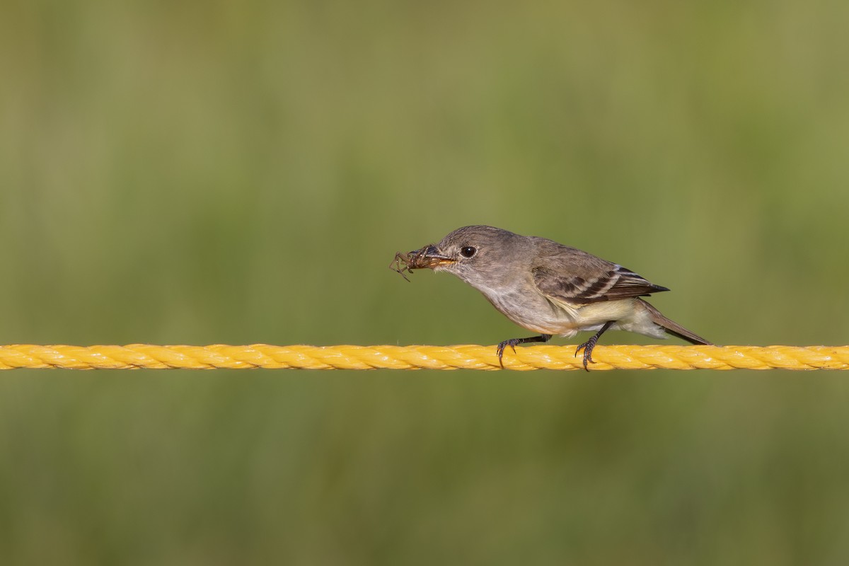 tyranovec olšový/vrbový - ML638758535