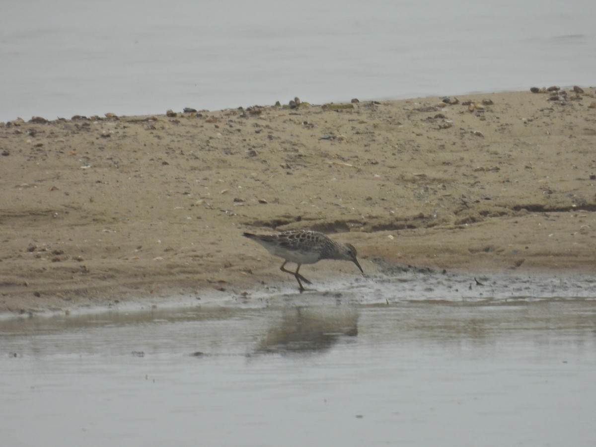 Graubrust-Strandläufer - ML638758542