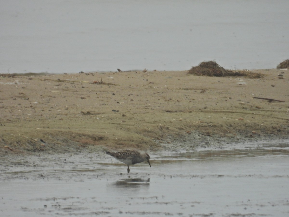 Graubrust-Strandläufer - ML638758543