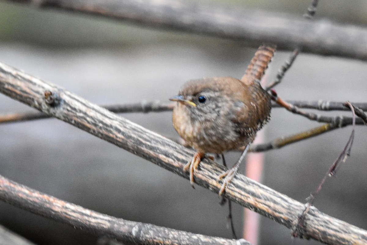 Winter Wren - ML638758570