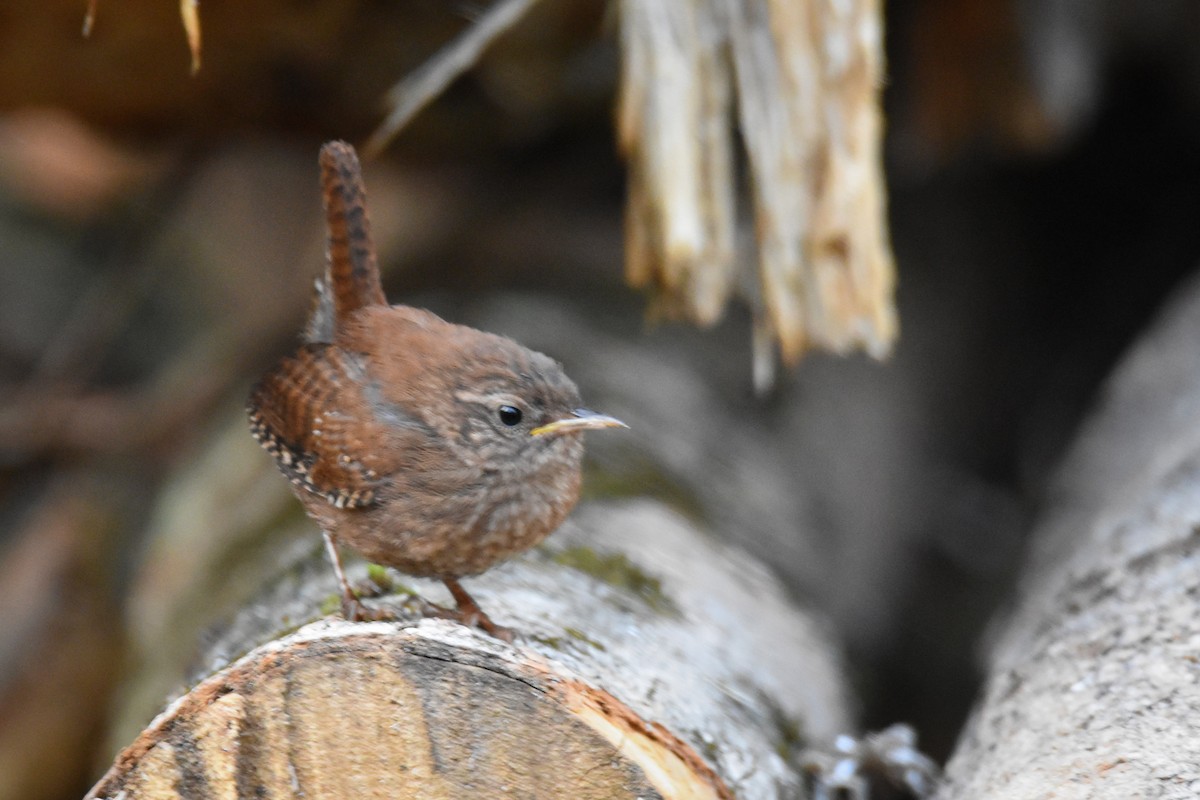 Winter Wren - ML638758571