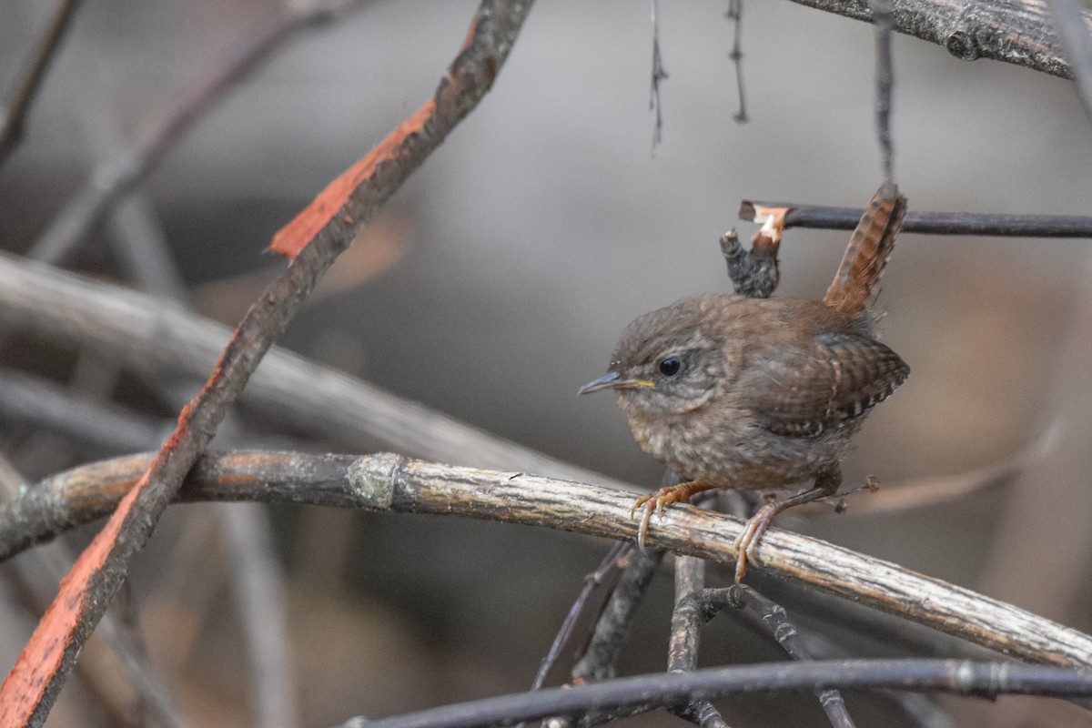 Winter Wren - ML638758572