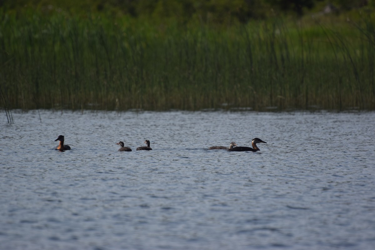 Red-necked Grebe - ML638758590