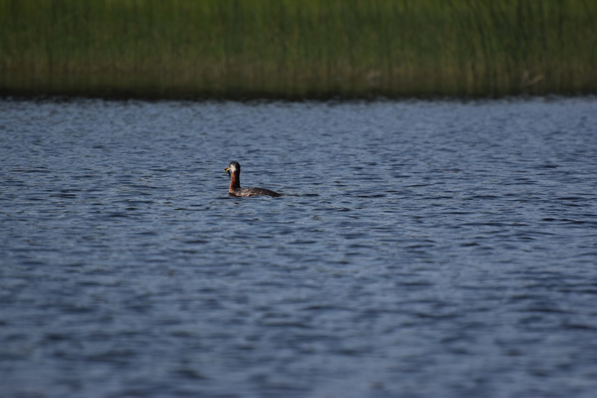 Red-necked Grebe - ML638758591