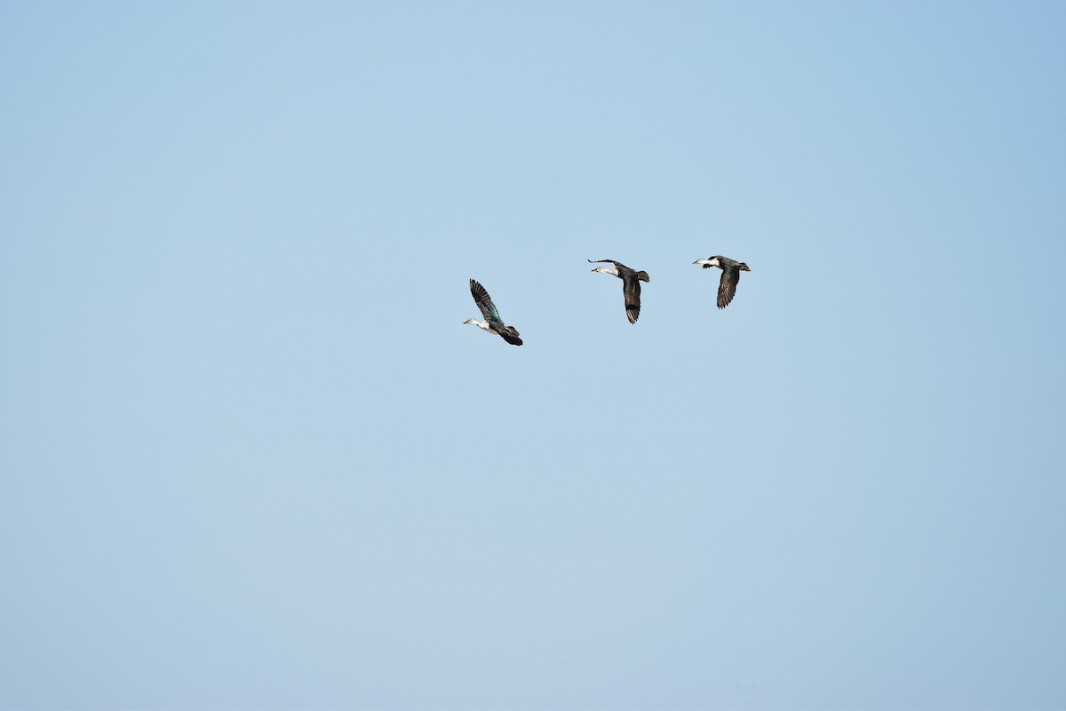 Comb Duck - ML638758625