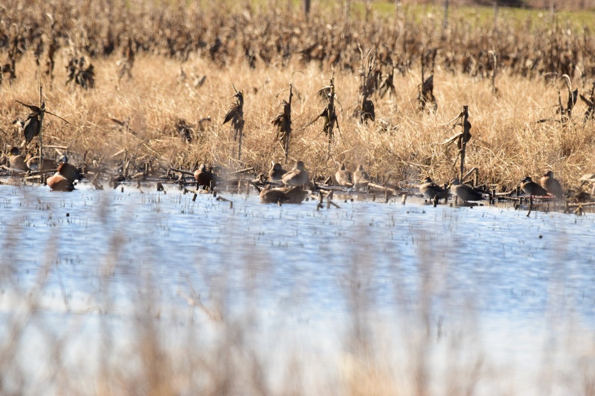 Brazilian Teal - ML638758632