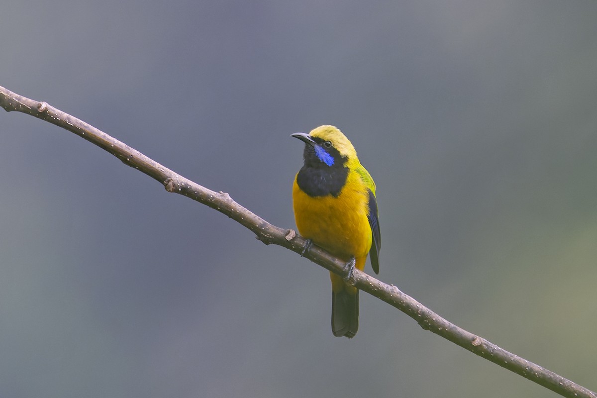 Orange-bellied Leafbird - ML638758633