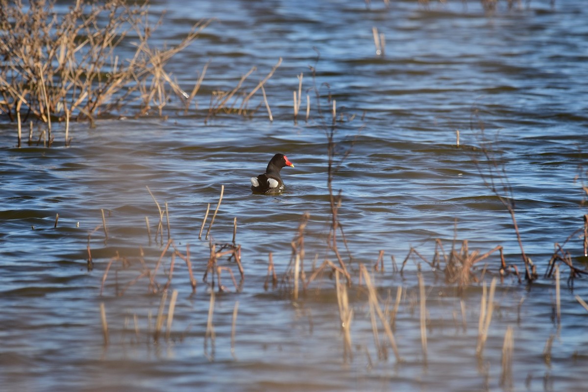 Common Gallinule - ML638758635