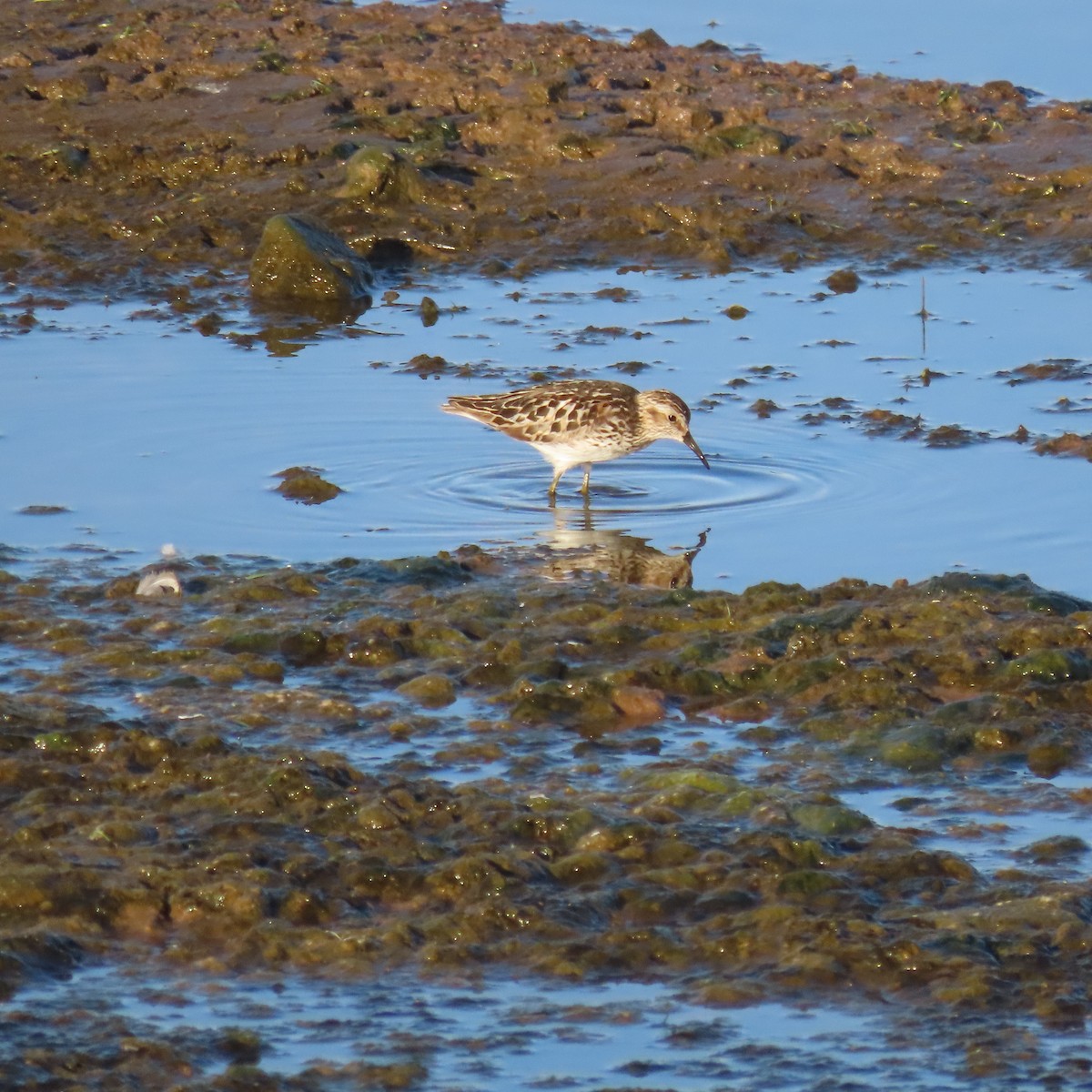 Least Sandpiper - ML638758658
