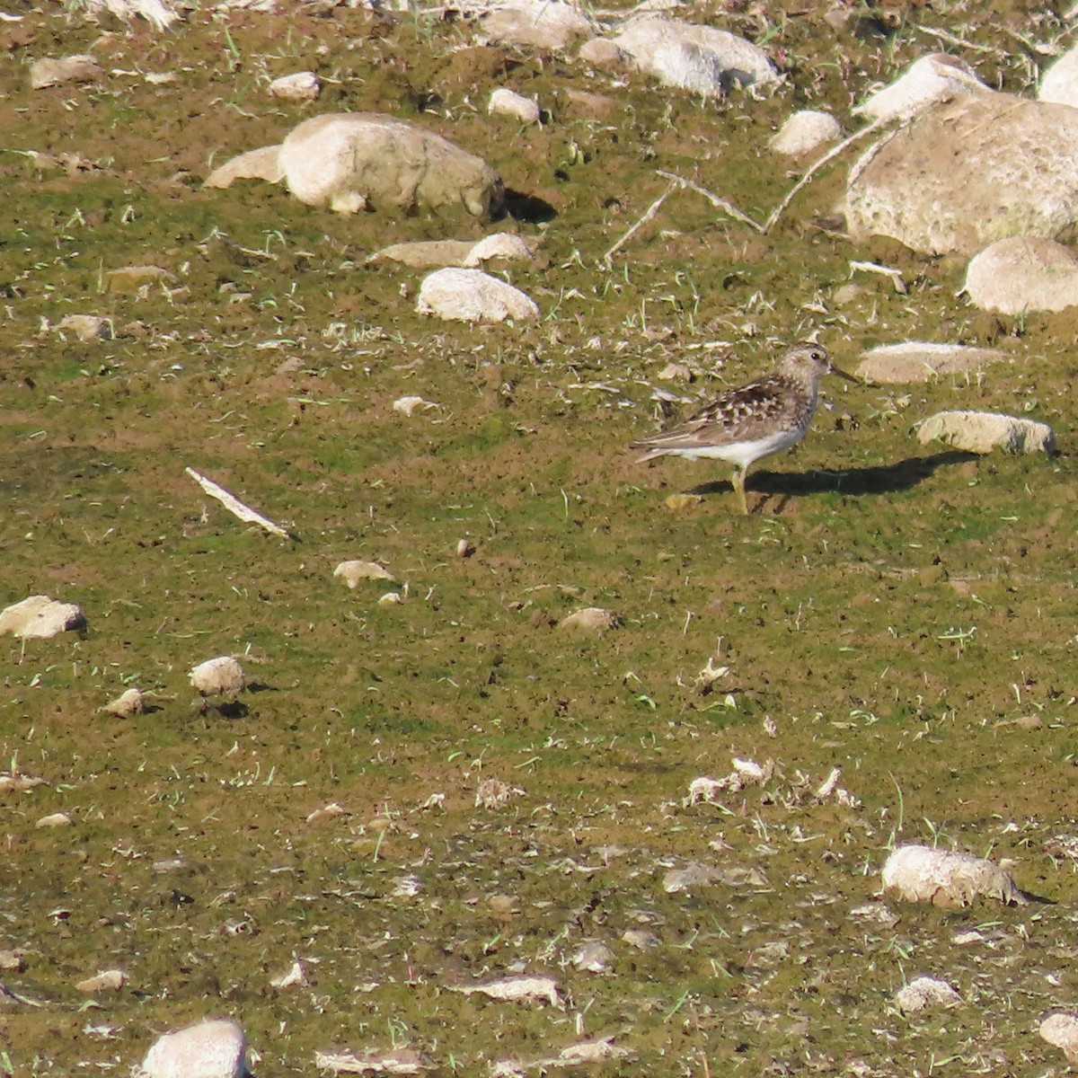 Least Sandpiper - ML638758659