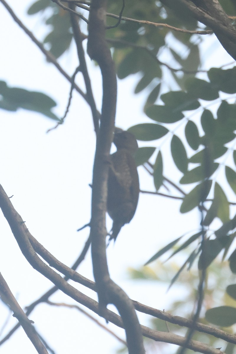 Buff-spotted Woodpecker - ML638758664