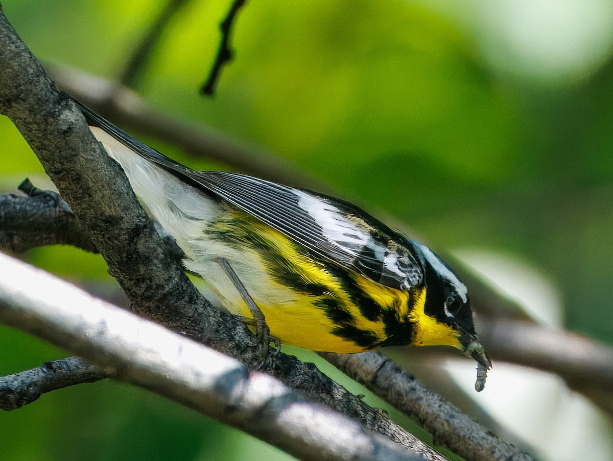 Magnolia Warbler - ML638758682