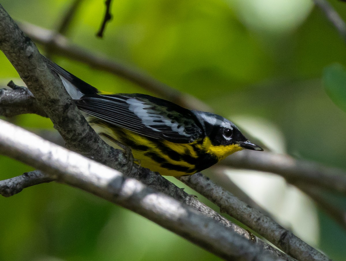 Magnolia Warbler - ML638758683