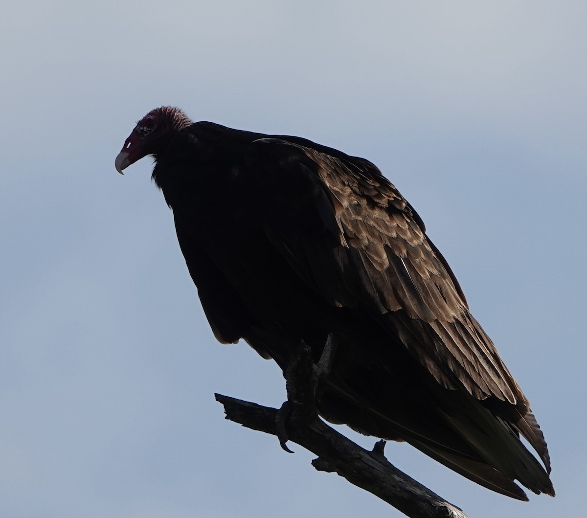 Turkey Vulture - ML638758691