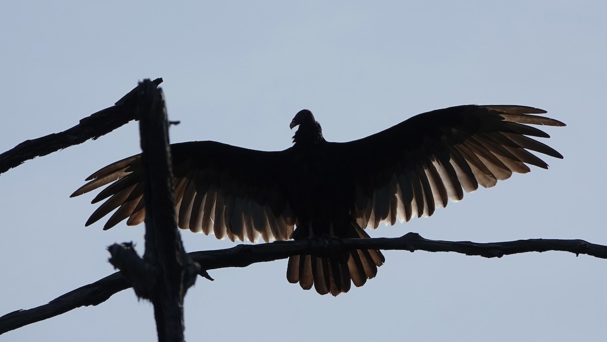 Turkey Vulture - ML638758692