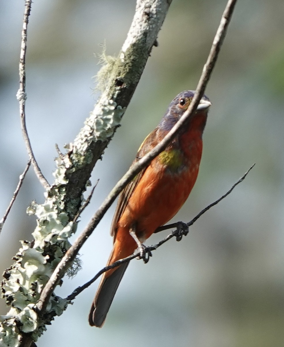 Painted Bunting - ML638758696