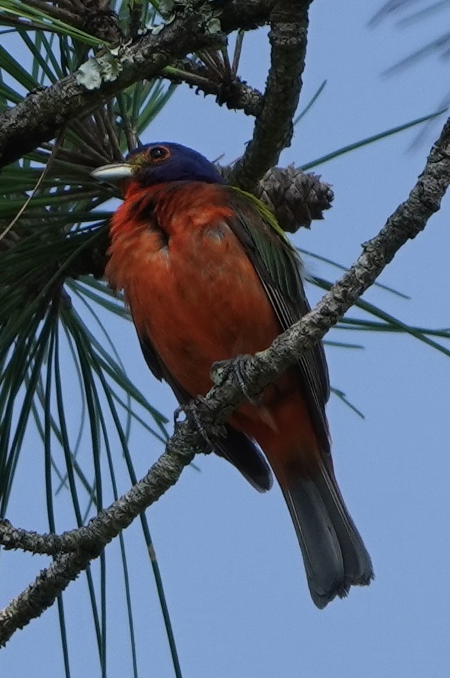 Painted Bunting - ML638758697